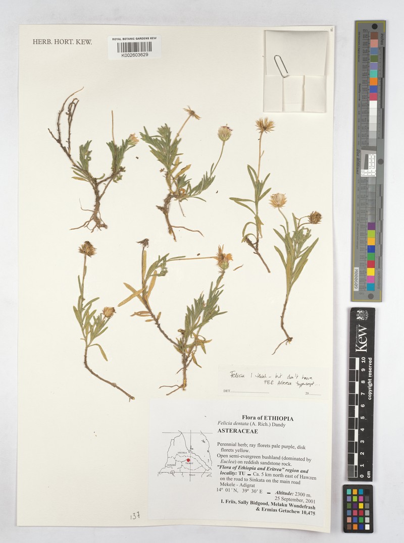Felicia dentata subsp. dentata photo 2