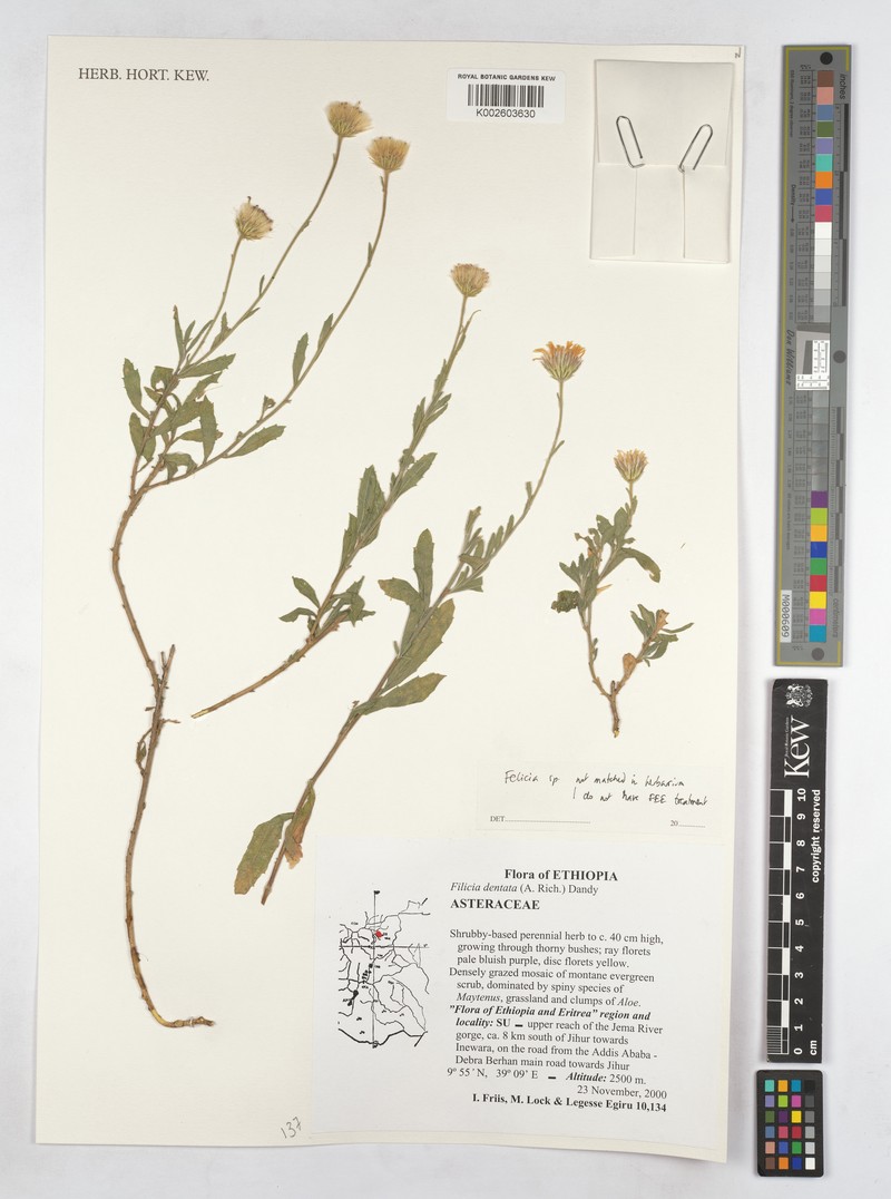 Felicia dentata subsp. dentata photo 3