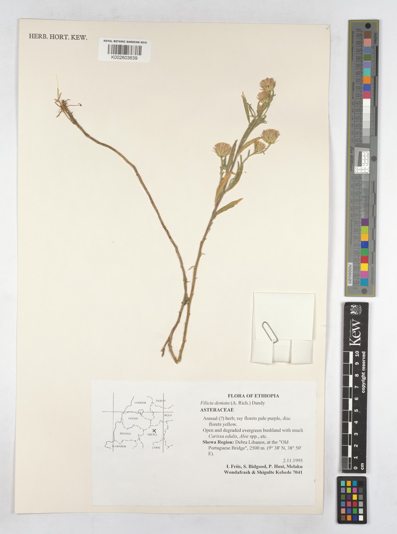 Felicia dentata subsp. dentata photo 4