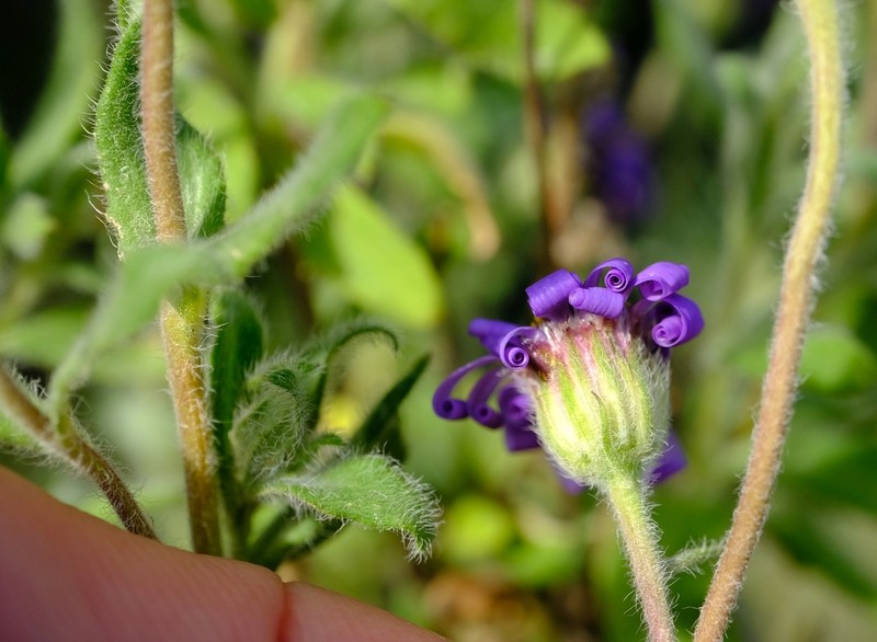 Felicia denticulata