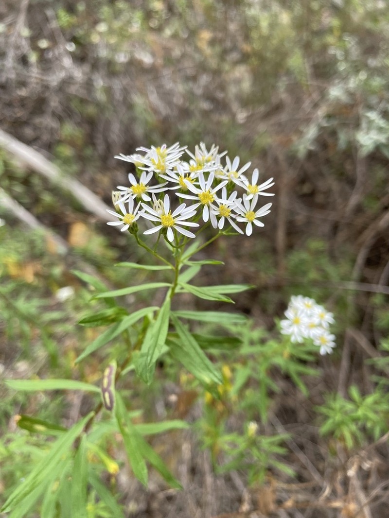 Felicia douglasii
