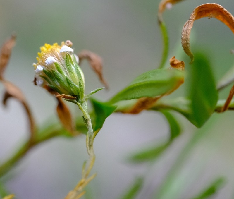Felicia douglasii photo 2