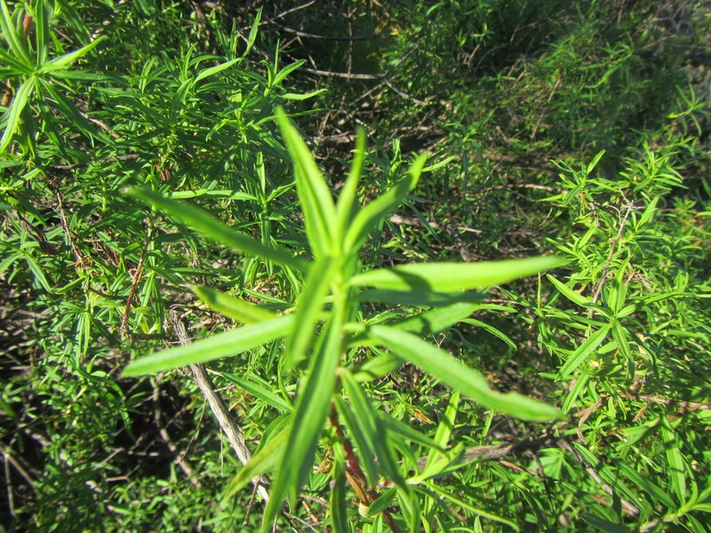Felicia douglasii photo 3