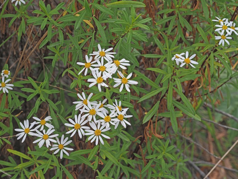 Felicia douglasii photo 4