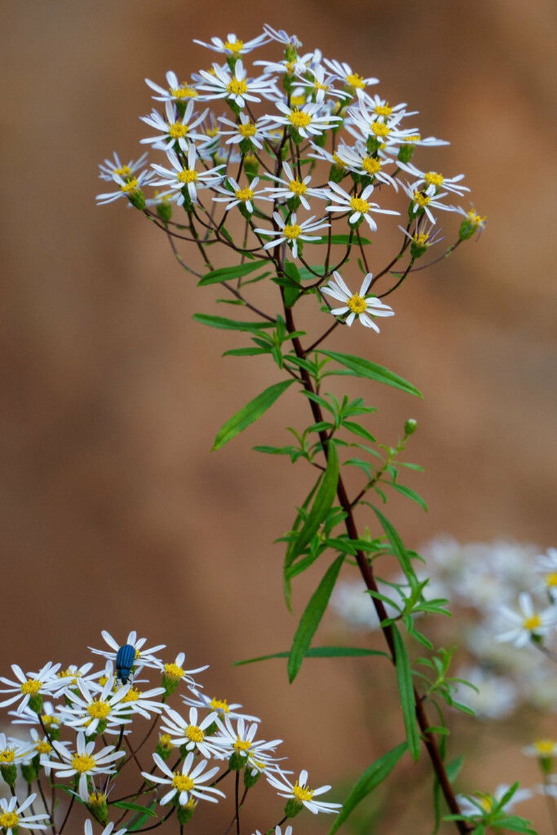 Felicia douglasii photo 5