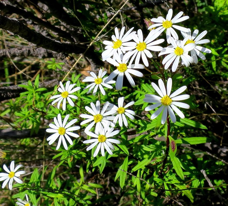 Felicia douglasii photo 6