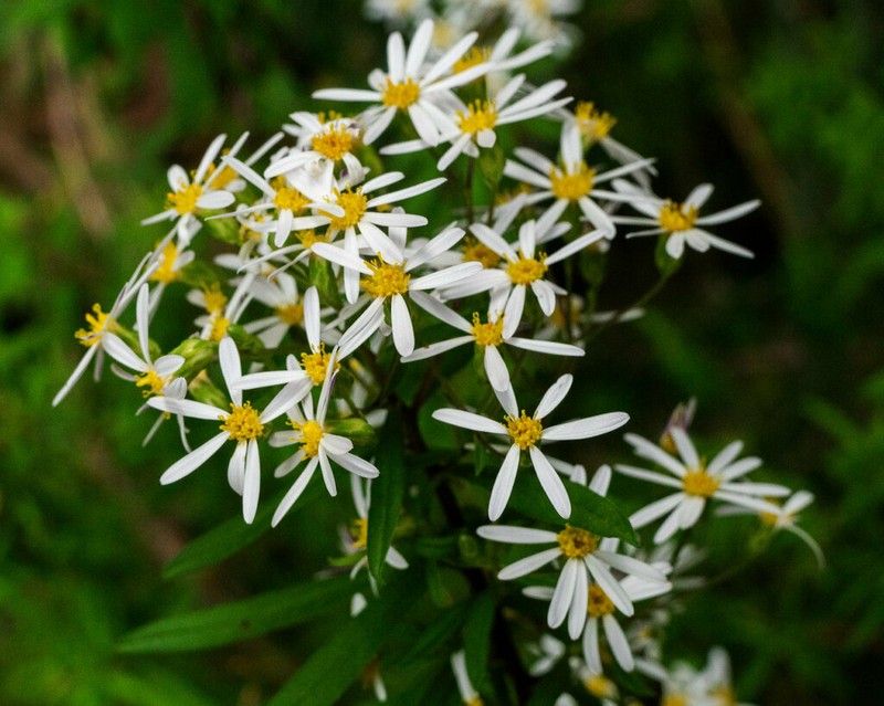 Felicia douglasii photo 7