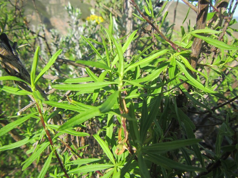 Felicia douglasii photo 8