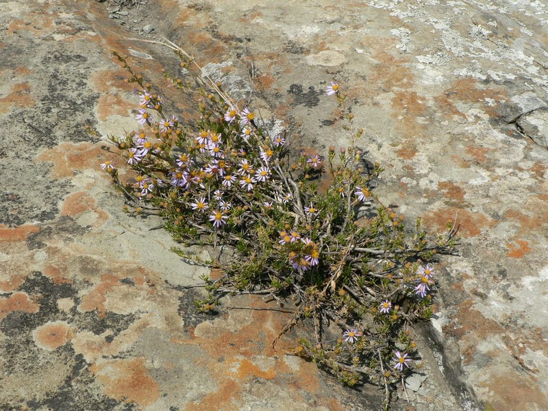 Felicia drakensbergensis