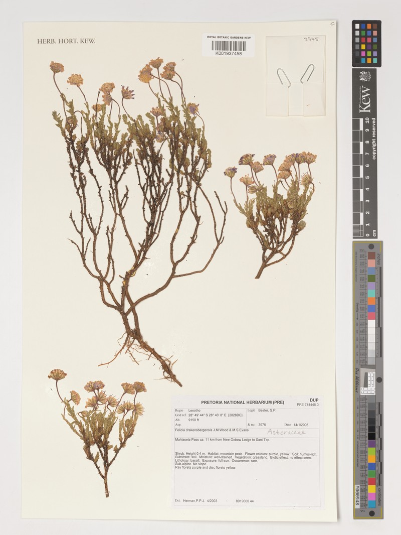 Felicia drakensbergensis photo 2
