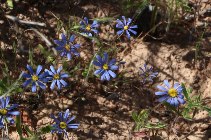 Felicia dubia