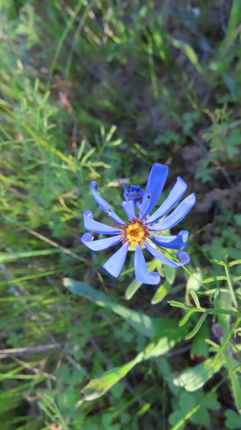 Felicia dubia photo 6