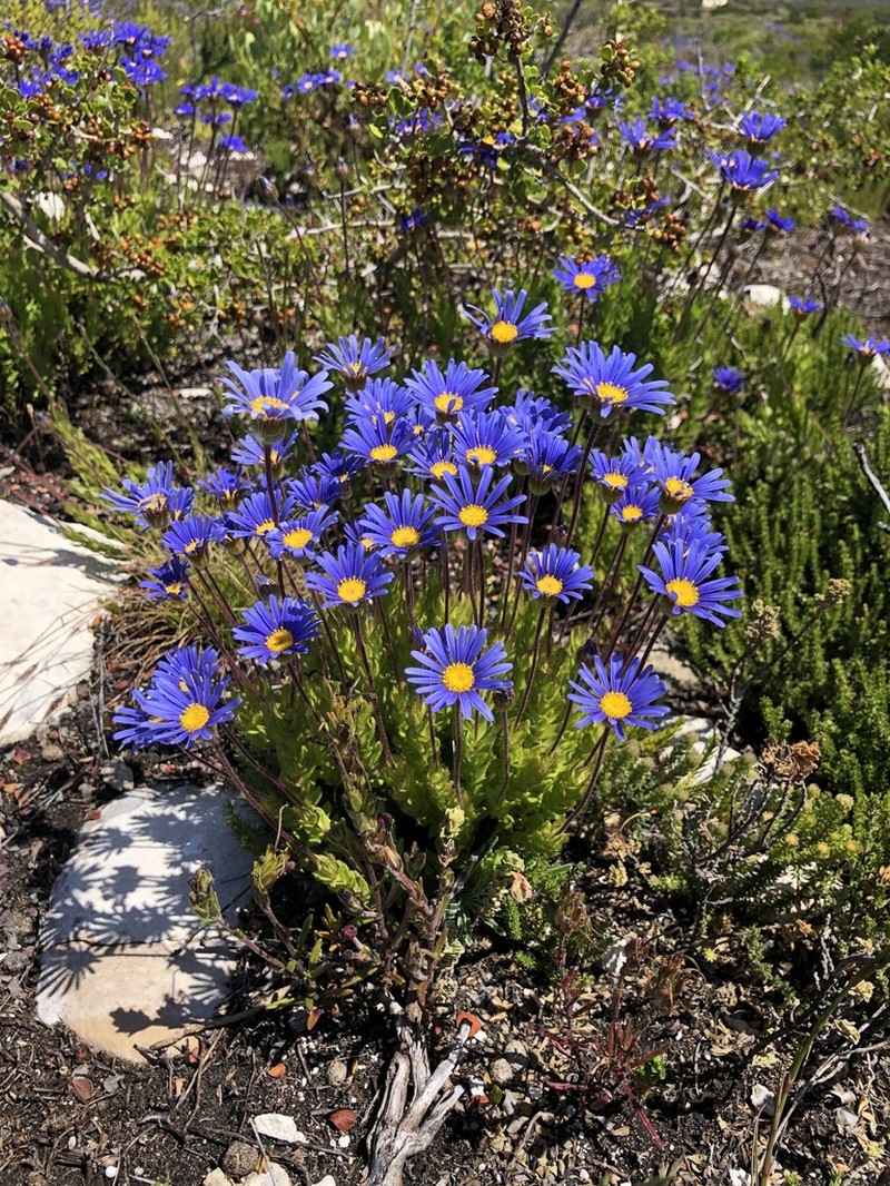 Felicia ebracteata