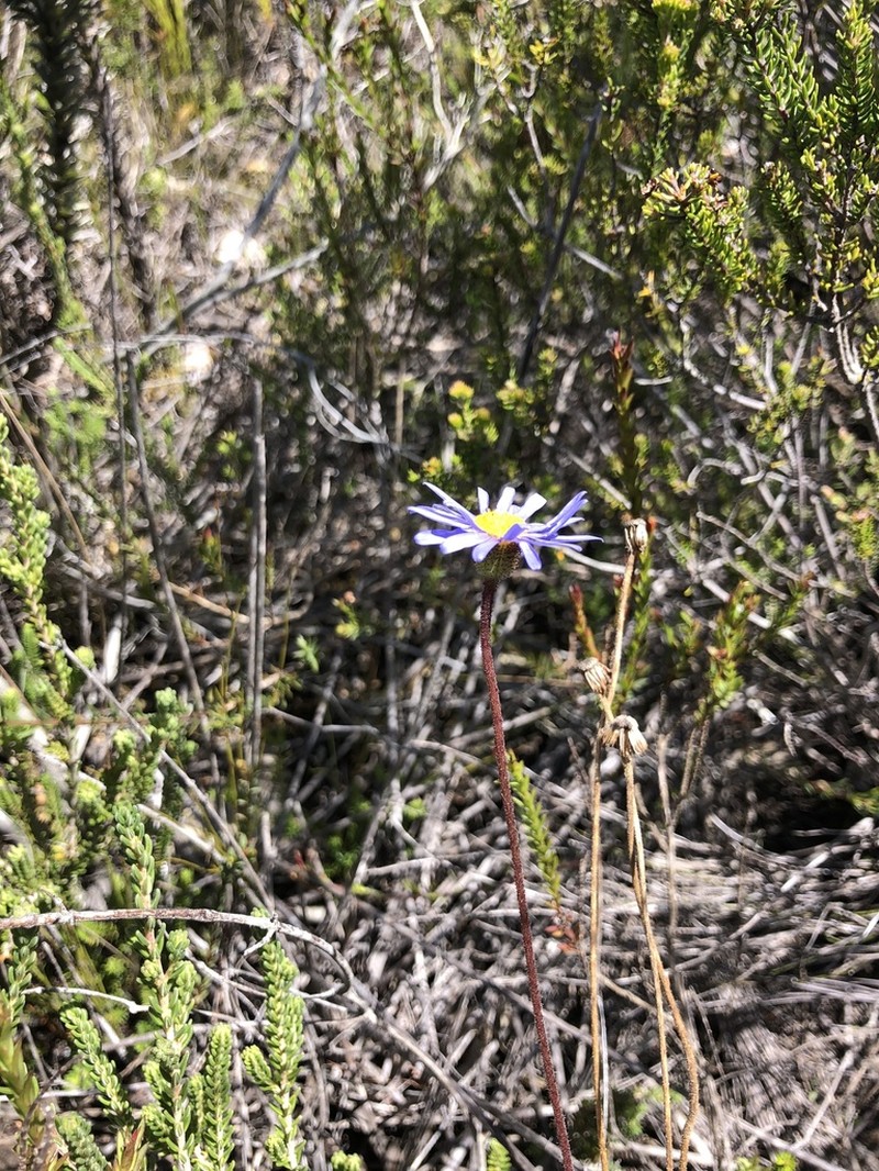 Felicia ebracteata photo 2