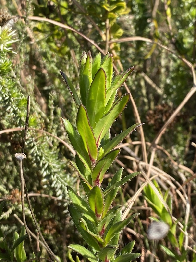 Felicia ebracteata photo 3
