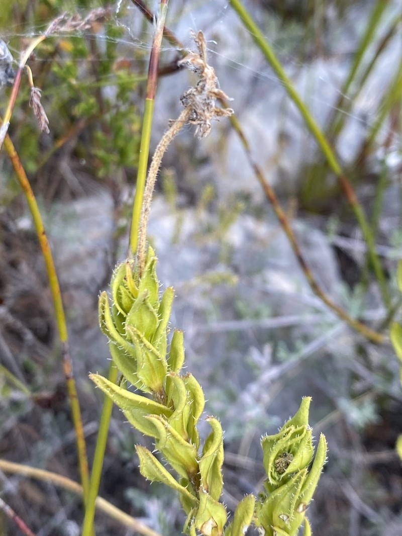 Felicia ebracteata photo 4