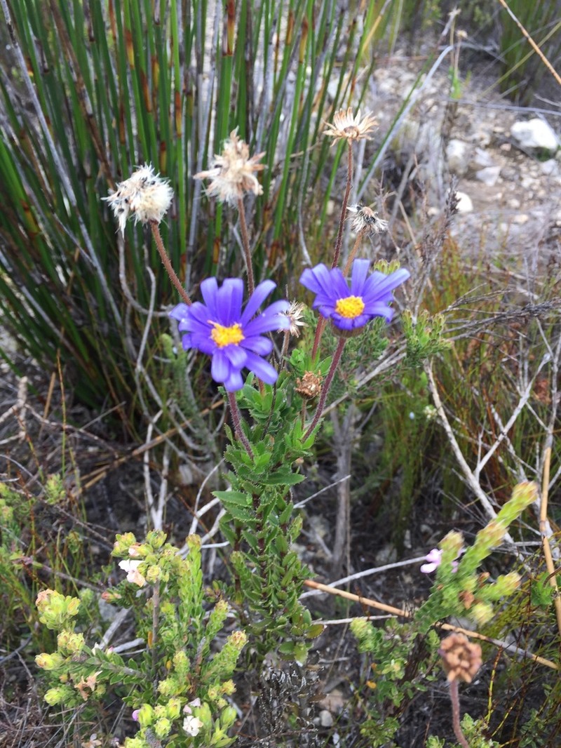 Felicia ebracteata photo 6