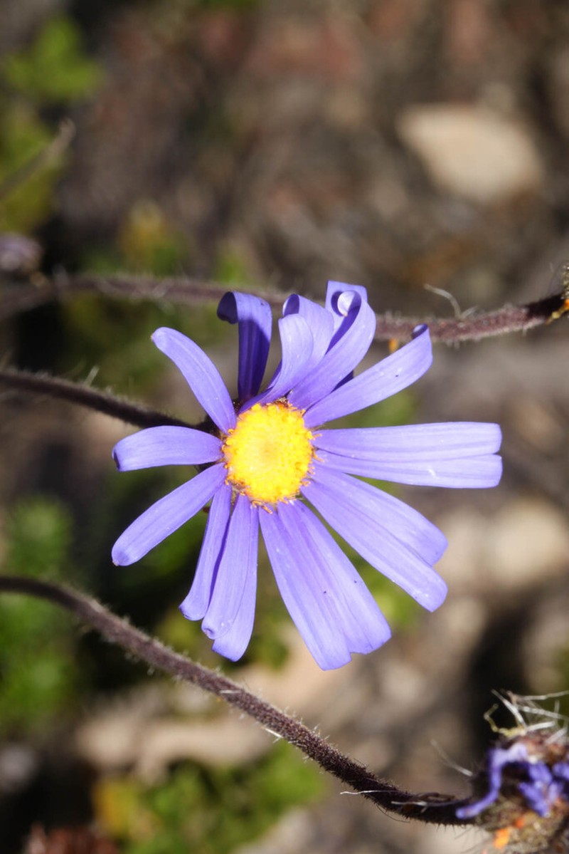 Felicia ebracteata photo 7