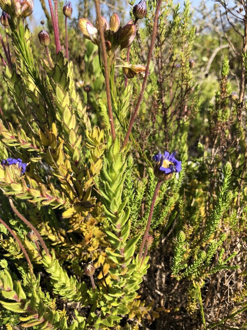 Felicia ebracteata photo 8