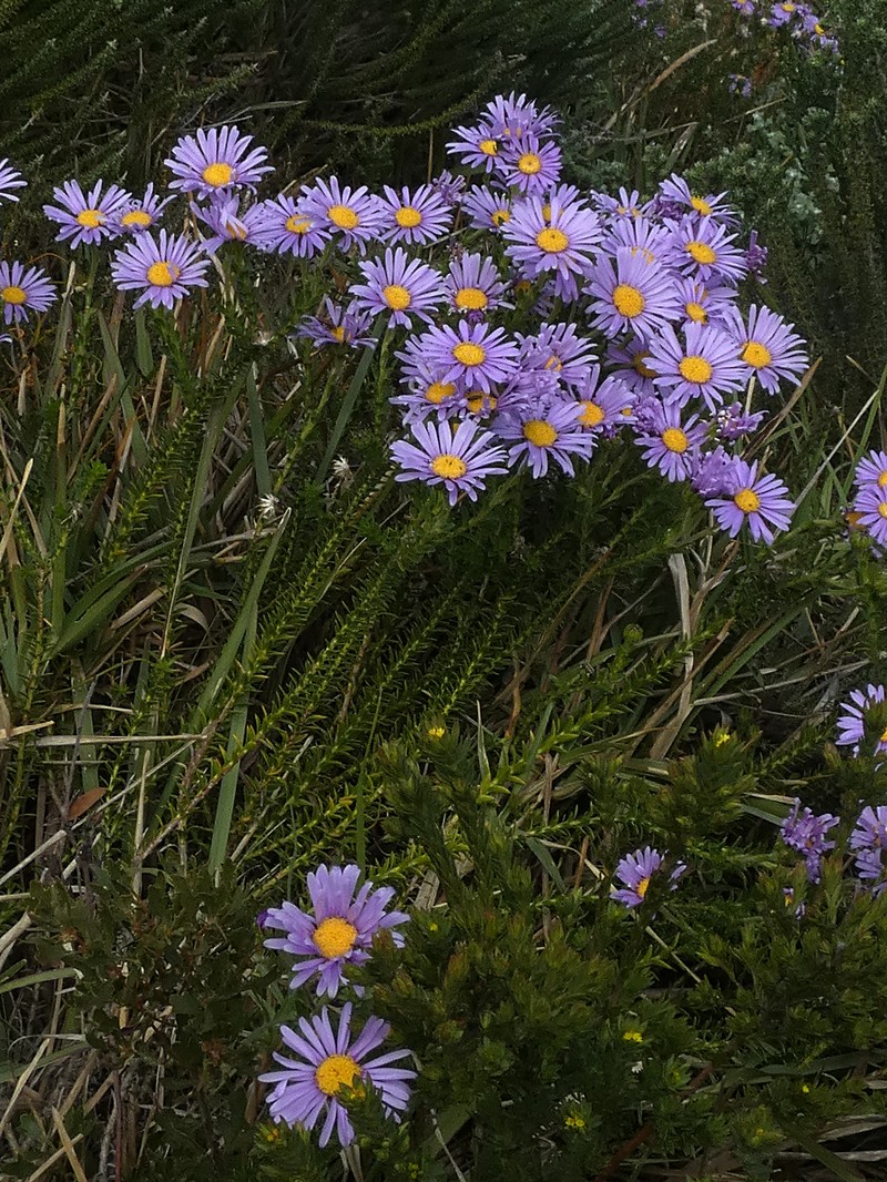 Felicia echinata