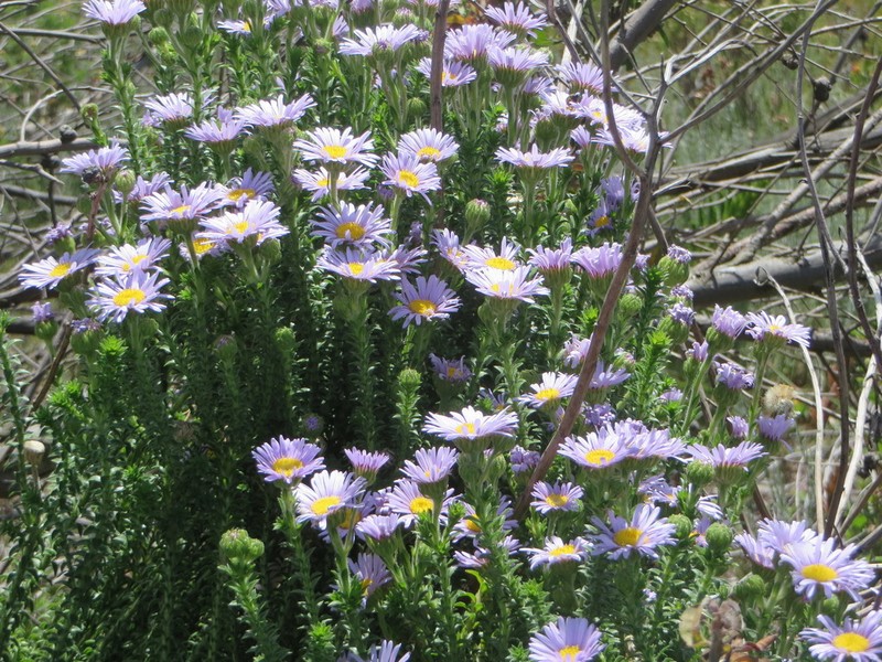 Felicia echinata photo 2