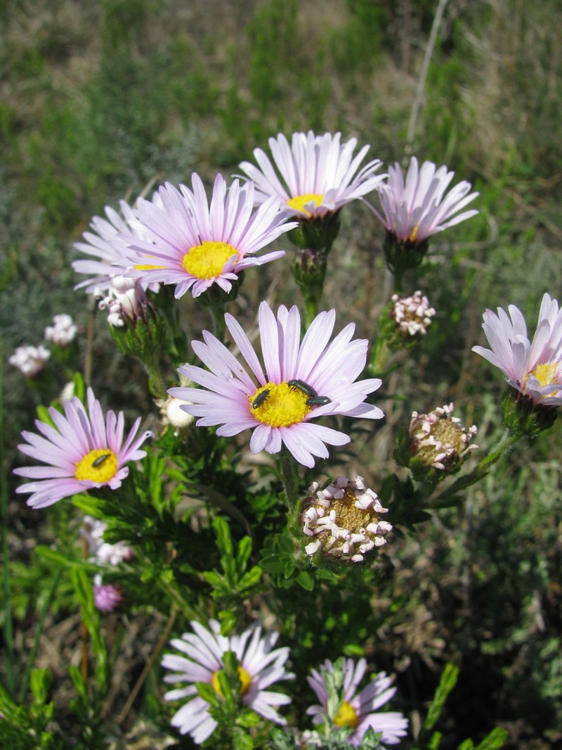 Felicia echinata photo 3