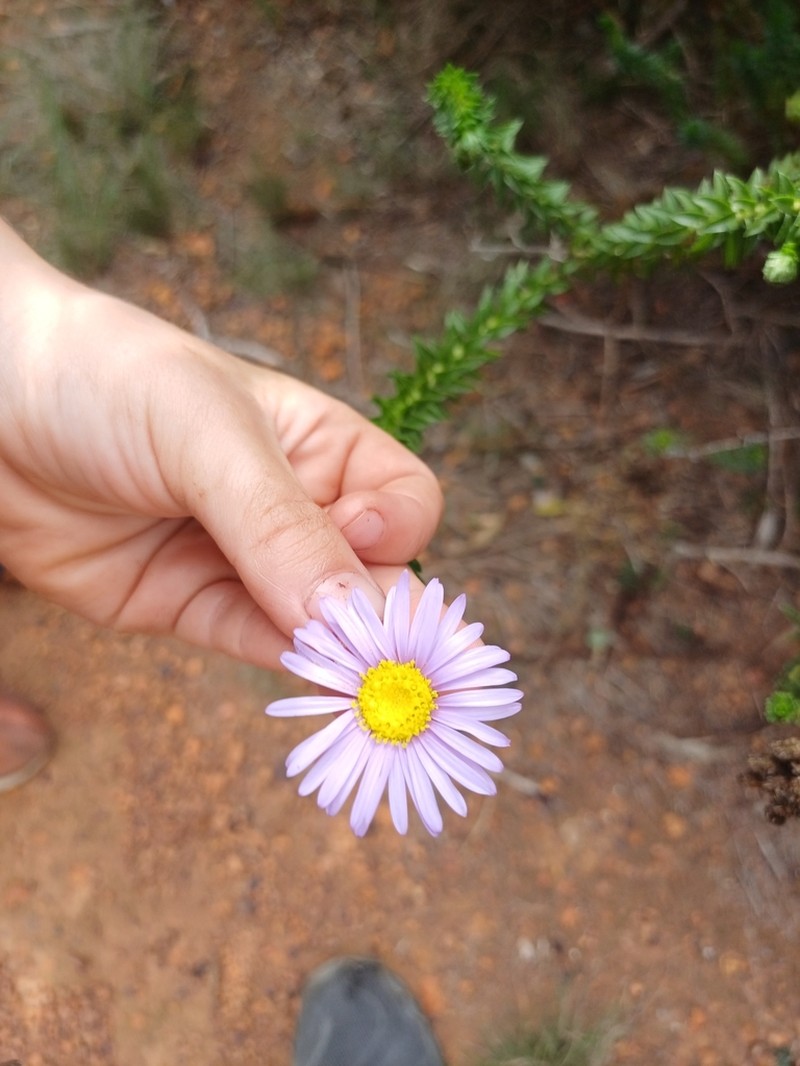 Felicia echinata photo 4