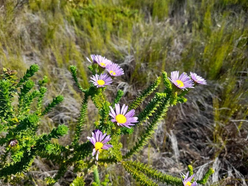 Felicia echinata photo 6