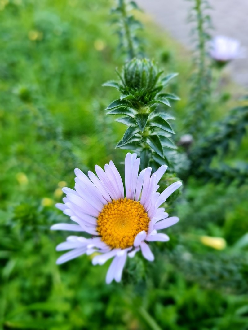 Felicia echinata photo 7