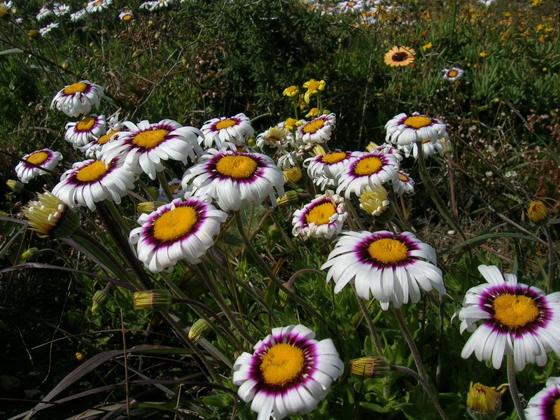 Felicia elongata