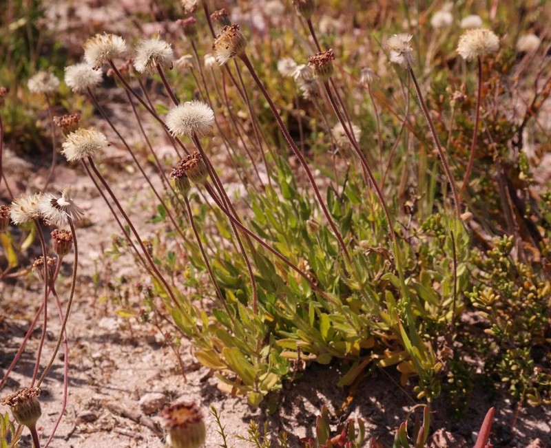 Felicia elongata photo 2