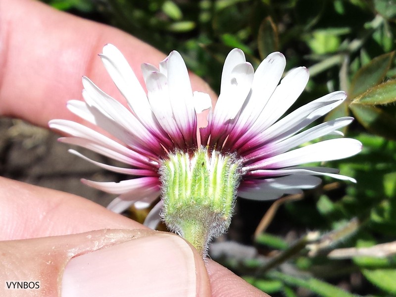 Felicia elongata photo 3