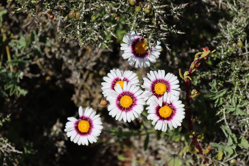 Felicia elongata photo 4