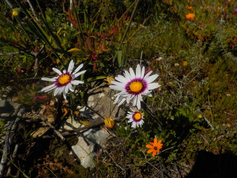 Felicia elongata photo 5