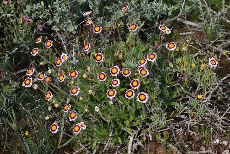Felicia elongata photo 6