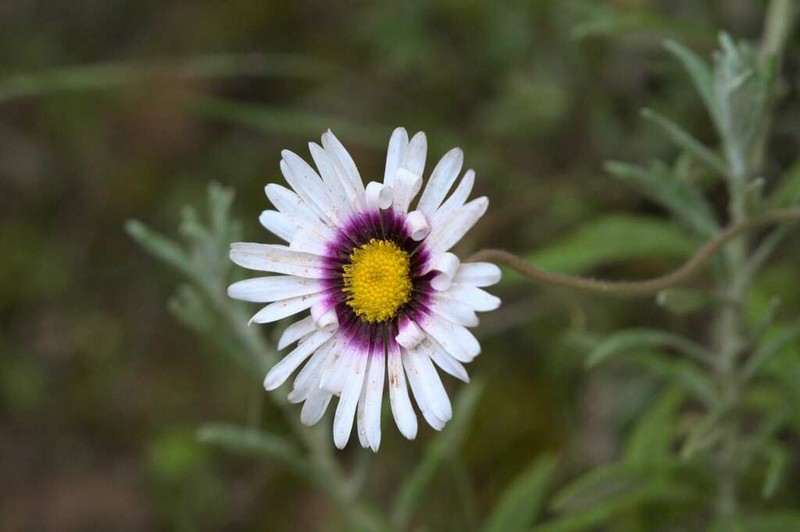 Felicia elongata photo 7