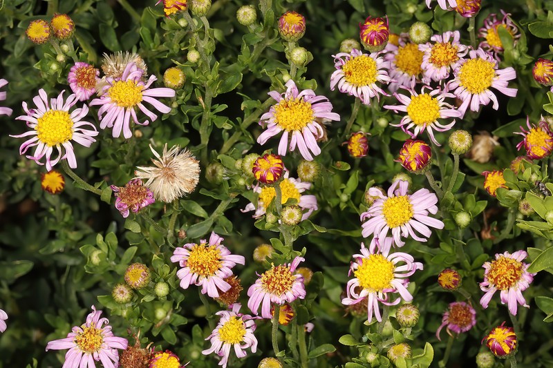 Felicia erigeroides
