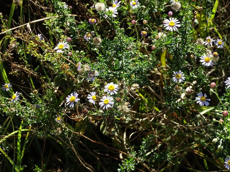 Felicia erigeroides photo 2