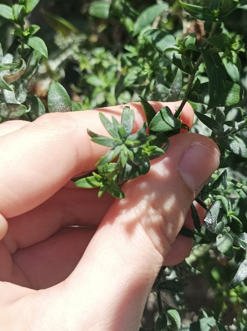 Felicia erigeroides photo 3