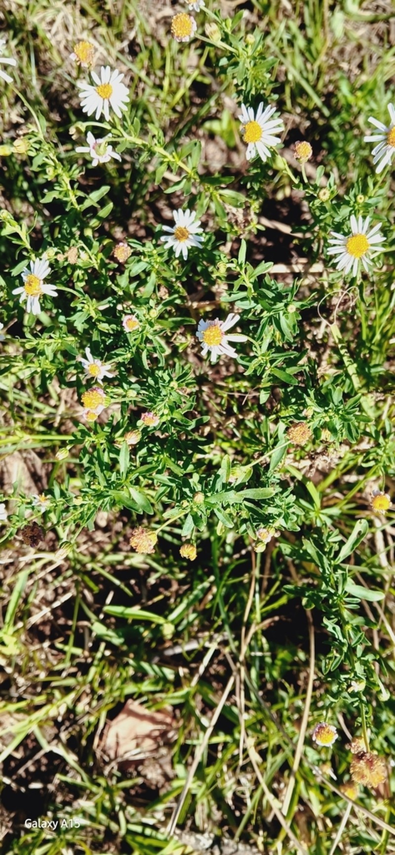 Felicia erigeroides photo 4