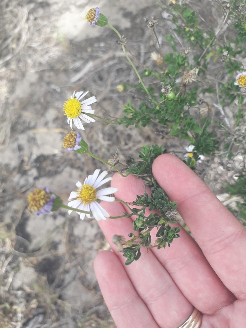 Felicia erigeroides photo 5