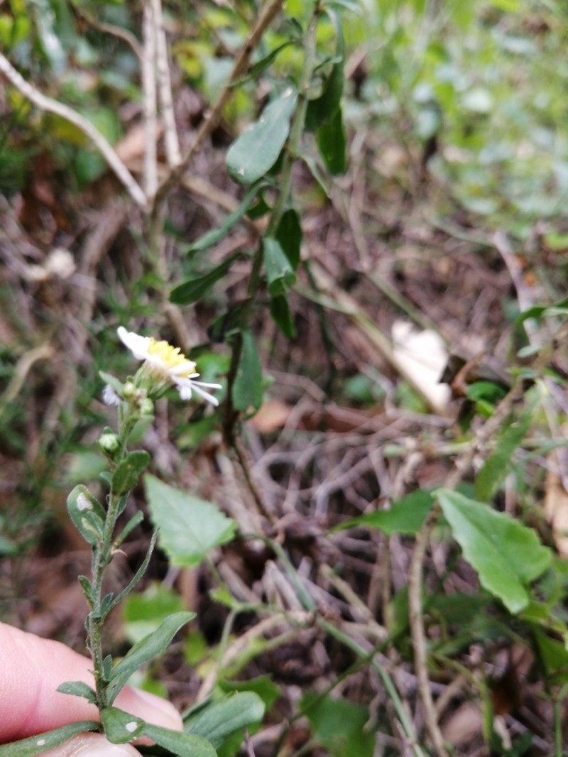Felicia erigeroides photo 6