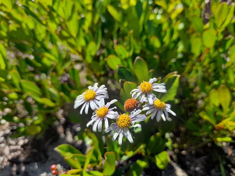 Felicia erigeroides photo 7
