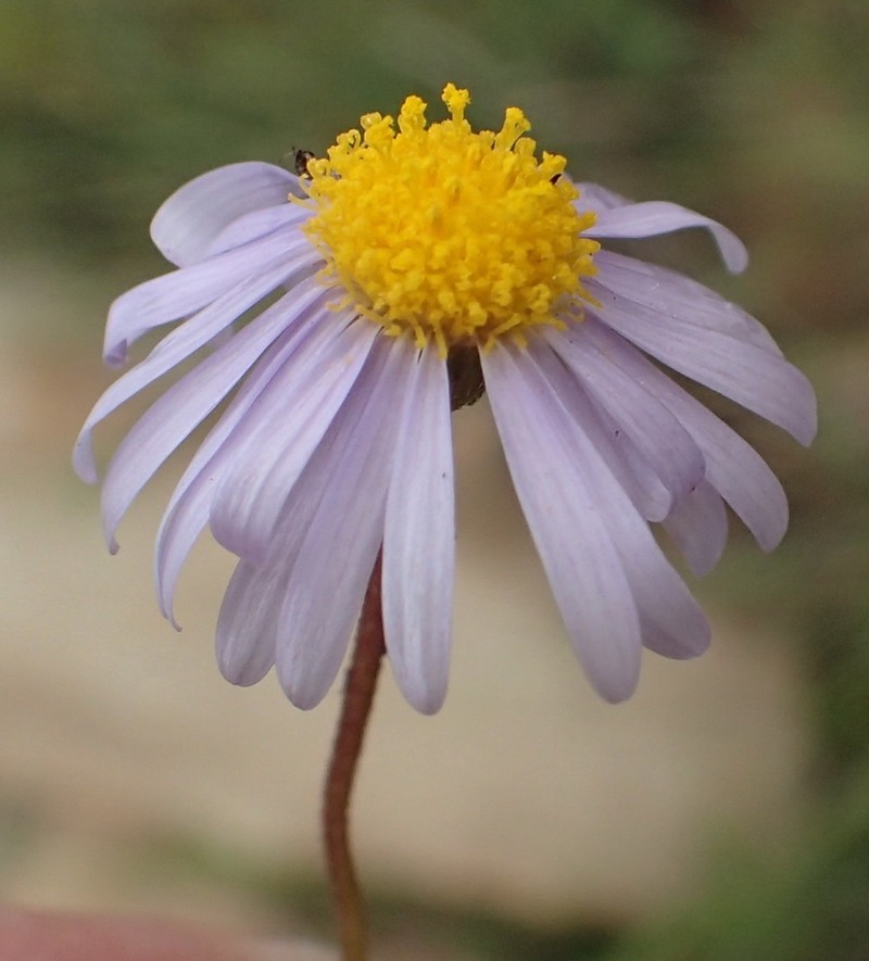 Felicia fascicularis