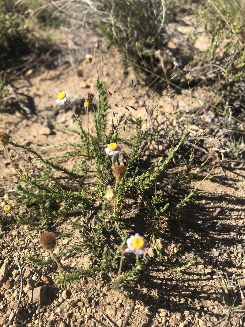 Felicia fascicularis photo 2