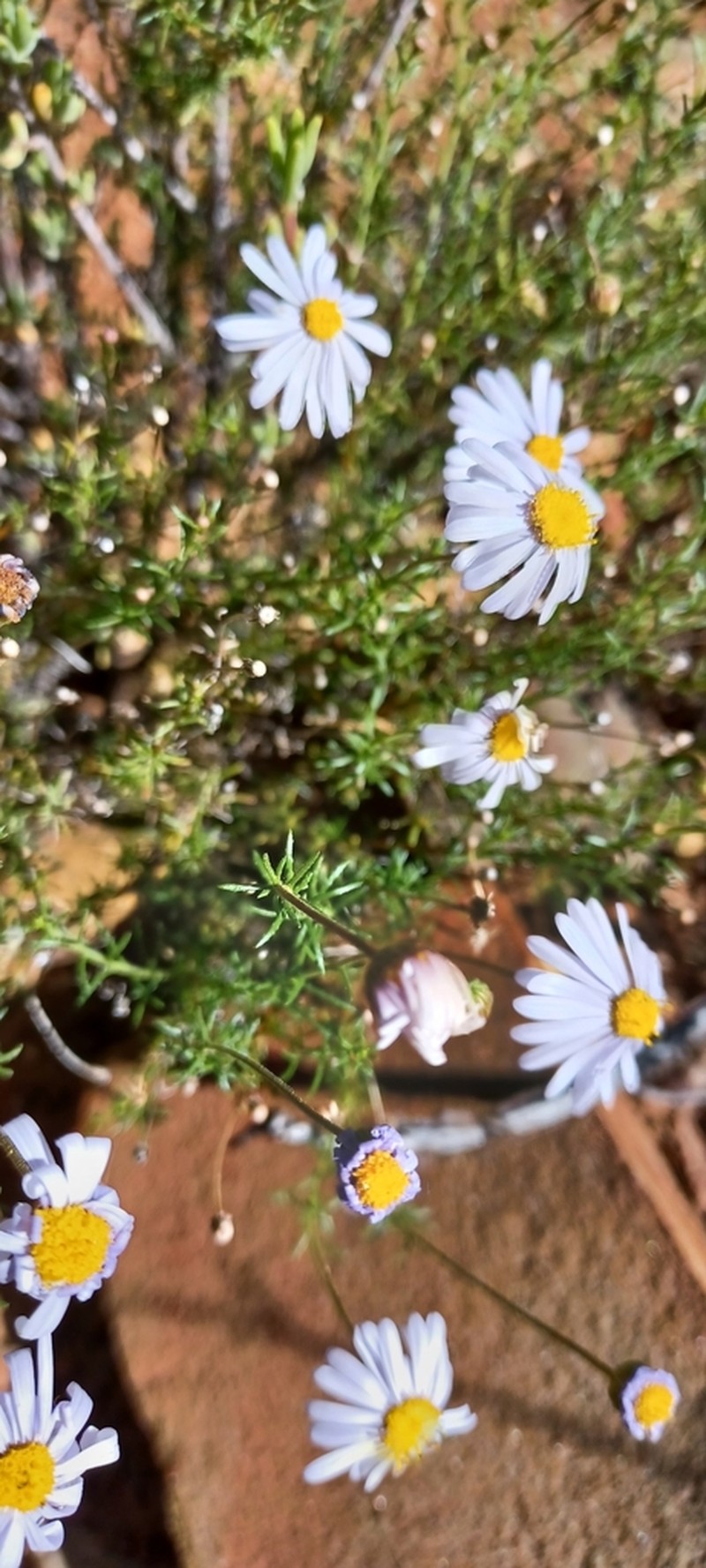 Felicia fascicularis photo 3