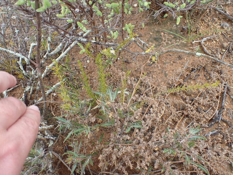 Felicia fascicularis photo 4