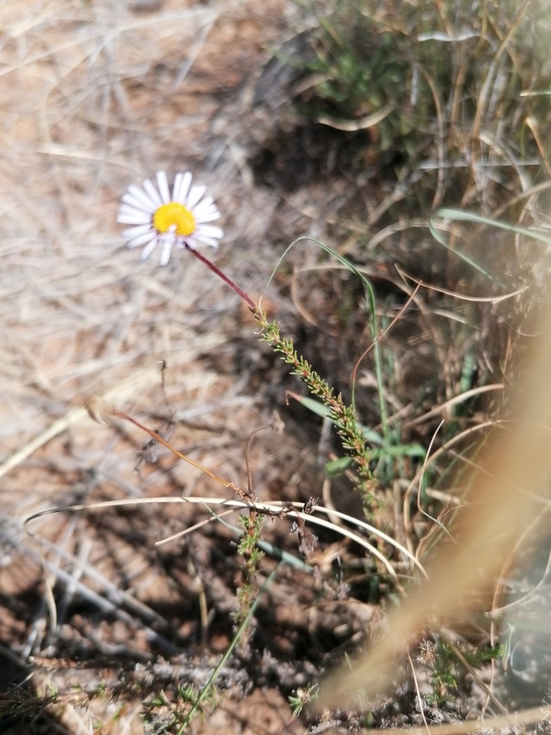 Felicia fascicularis photo 5