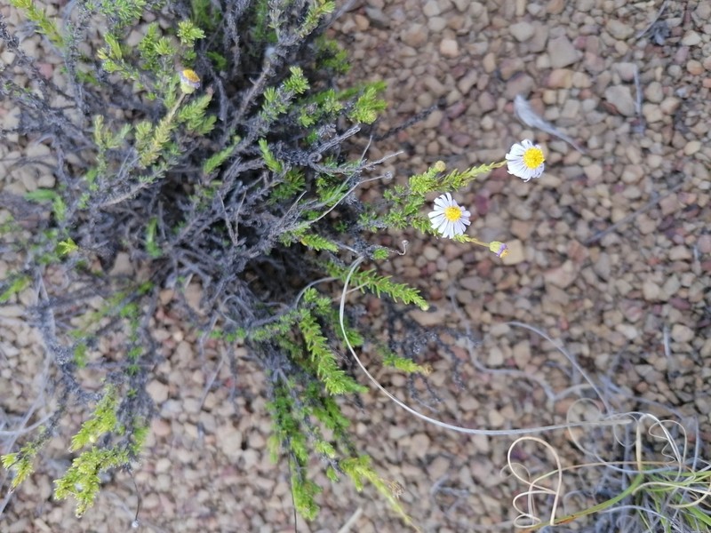Felicia fascicularis photo 6
