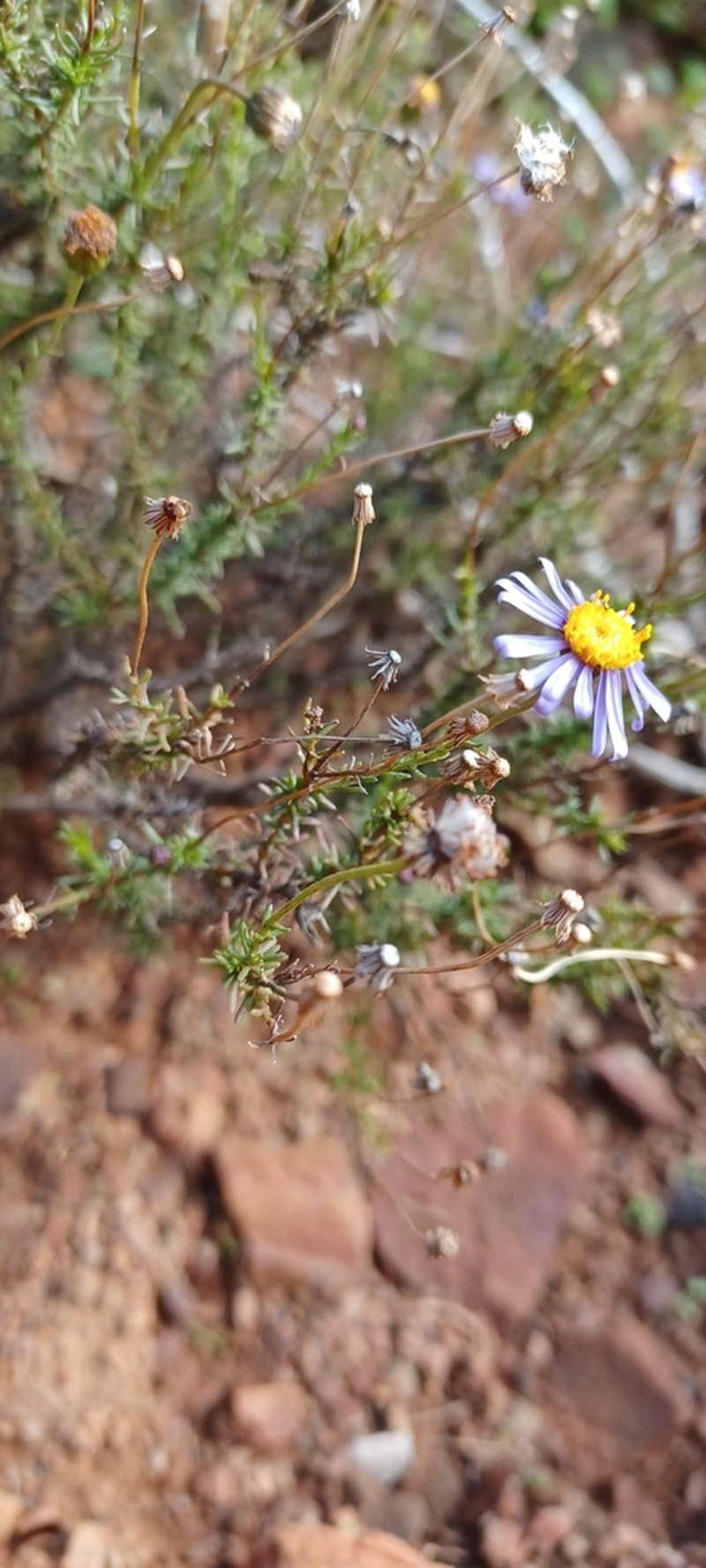 Felicia fascicularis photo 7